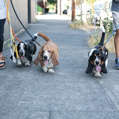 Bits and Bobs Ombre Rope Pet Leashes - 4 Colors